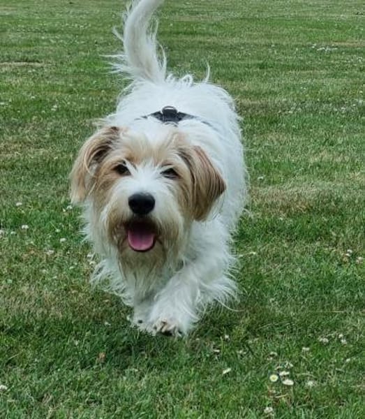 Theo - unsicherer Terrier-Mix