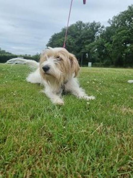 Theo - unsicherer Terrier-Mix