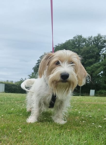 Theo - unsicherer Terrier-Mix