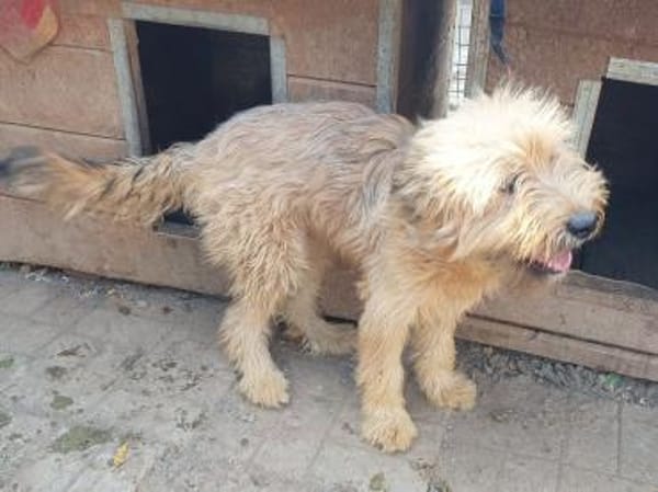 ALVIN-Traumhund-Alarm, 57 cm