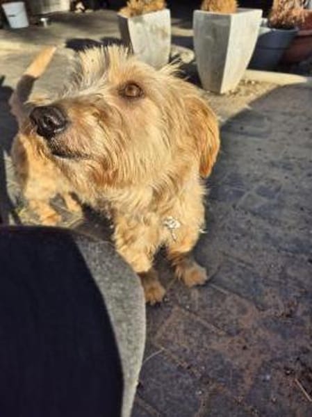 Coco sucht Familie