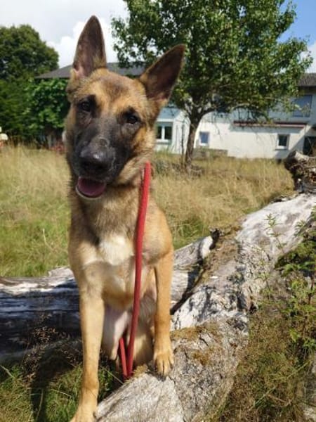 Xena  sucht erfahrenes Zuhause🐕🦺💞