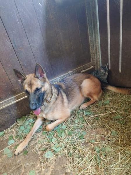 Xena  sucht erfahrenes Zuhause🐕🦺💞