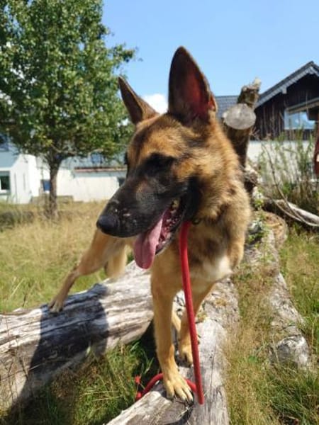 Xena  sucht erfahrenes Zuhause🐕🦺💞