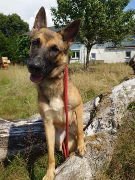 Xena  sucht erfahrenes Zuhause🐕🦺💞