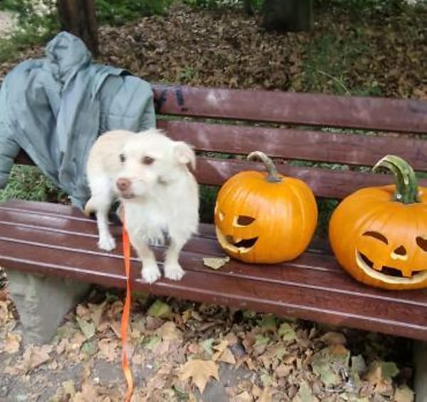 Kleiner Pache sucht Familie