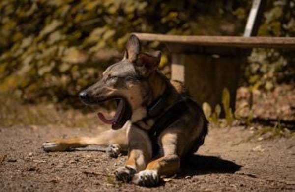 clevere Frida sucht dringend PS/ES