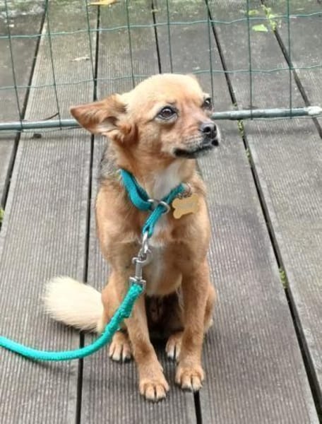 Süße kleine Anett sucht liebes Zuhause