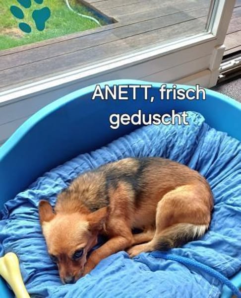 Süße kleine Anett sucht liebes Zuhause