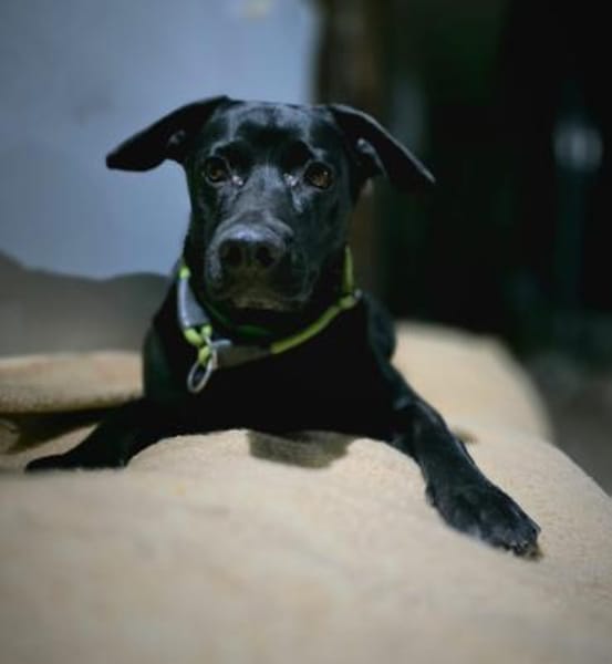 RONY besondere Adoption!
