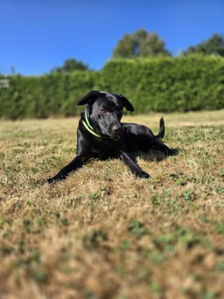 RONY besondere Adoption!