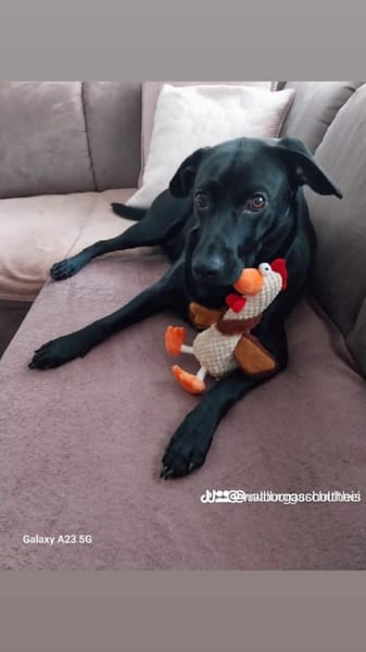 RONY besondere Adoption!