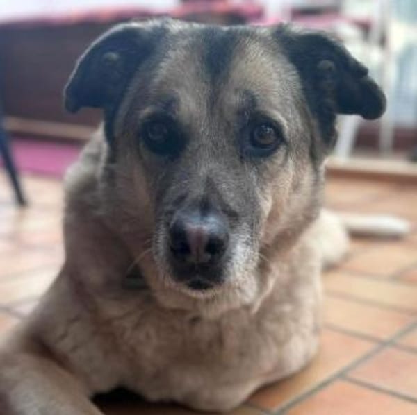 Notfall MYRTO, wunderschön und lieb!
