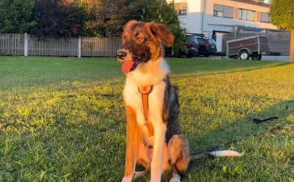 Zuhause für Louie gesucht