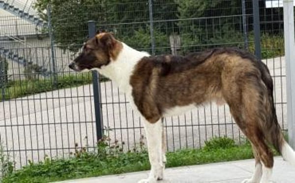 Zuhause für Louie gesucht