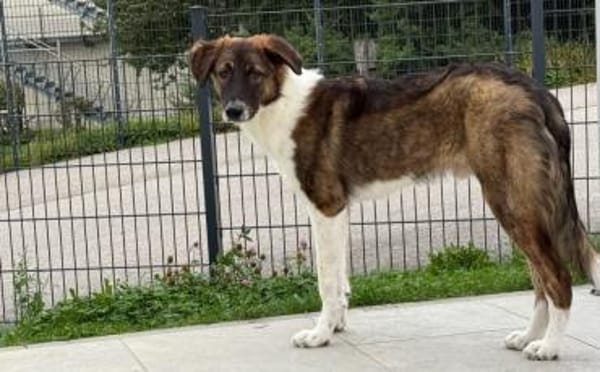 Zuhause für Louie gesucht