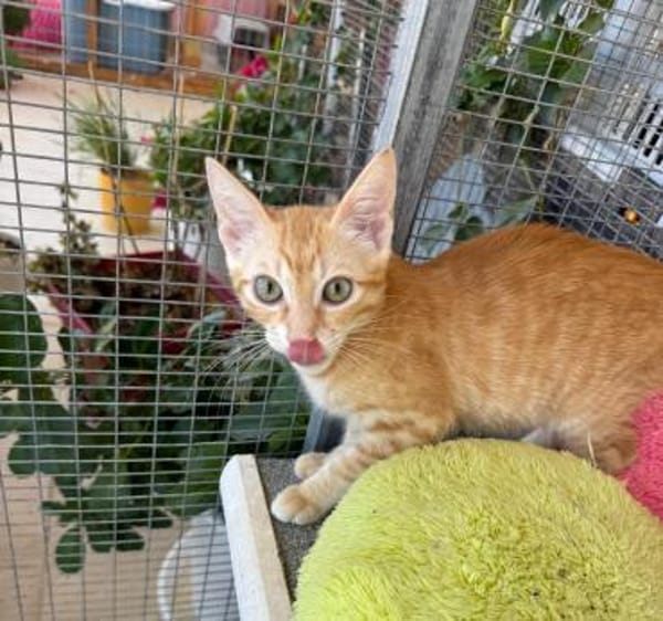 Annabelle & Willow suchen DICH!
