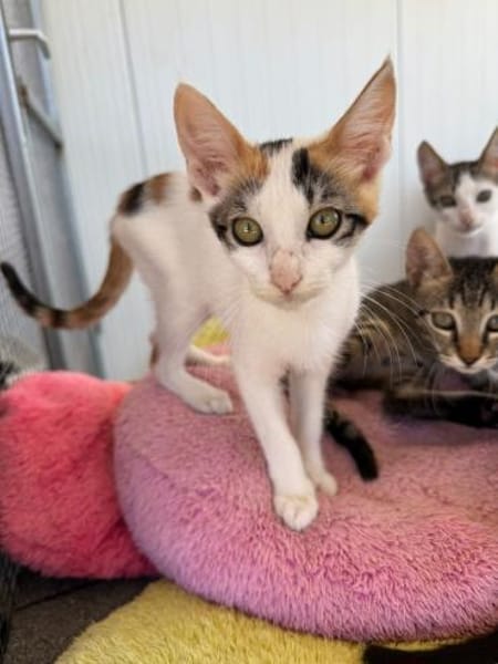 Annabelle & Willow suchen DICH!