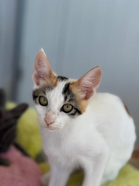 Annabelle & Willow suchen DICH!