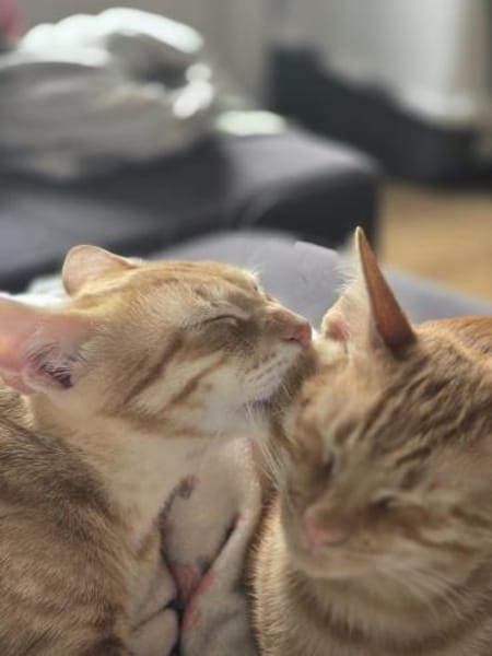 Fred & George aus dem Tierschutz