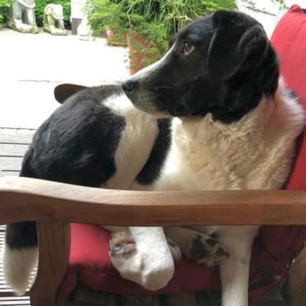 STAMOS (SAM) verliert sein Zuhause