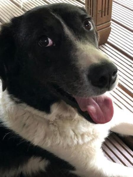 STAMOS (SAM) verliert sein Zuhause