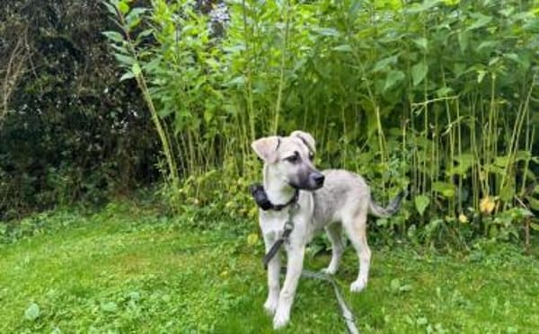Schäferhundmix Cleo
