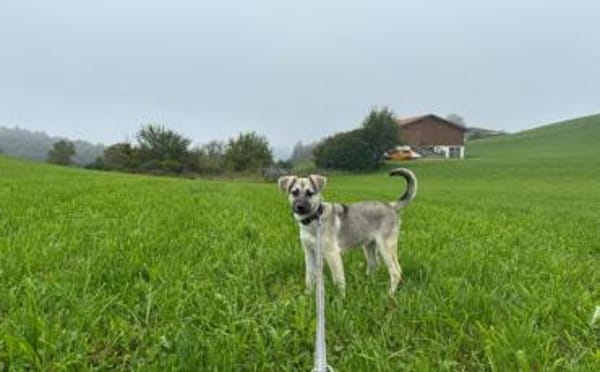 Schäferhundmix Cleo