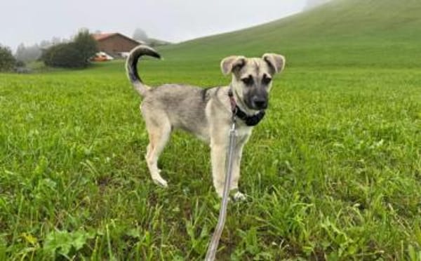Schäferhundmix Cleo