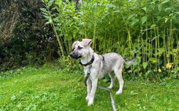 Schäferhundmix Cleo