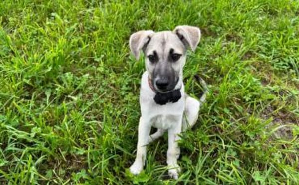 Schäferhundmix Cleo