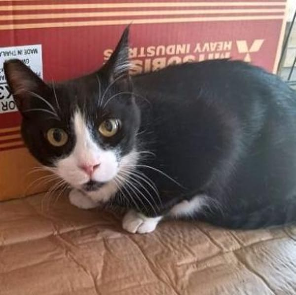 BONNY Tuxedo-Katze in Not