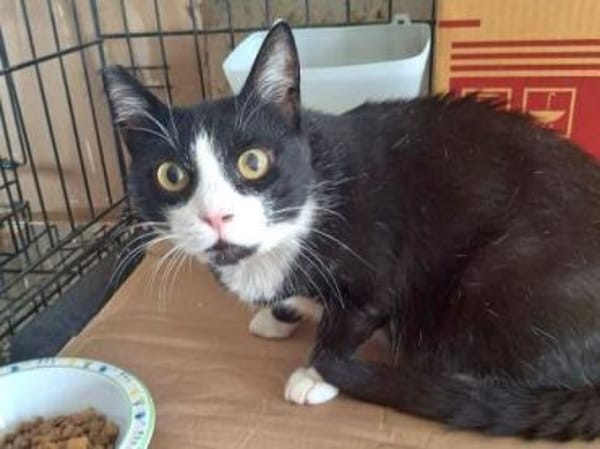 BONNY Tuxedo-Katze in Not