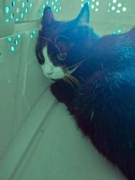 BONNY Tuxedo-Katze in Not