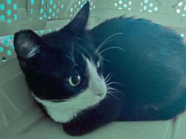 BONNY Tuxedo-Katze in Not