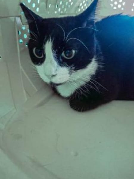 BONNY Tuxedo-Katze in Not