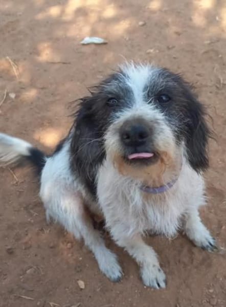 Kleine Wuscheline Lola sucht ein Zuhause
