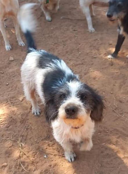 Kleine Wuscheline Lola sucht ein Zuhause