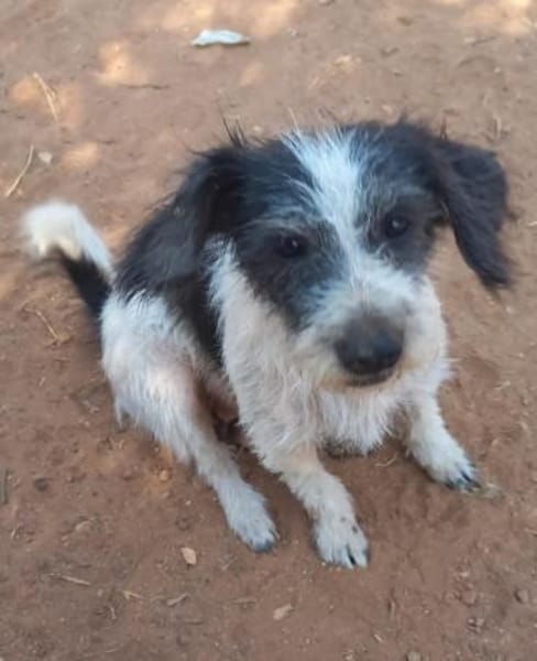 Kleine Wuscheline Lola sucht ein Zuhause