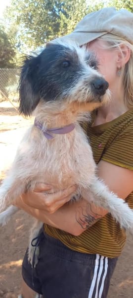 Kleine Wuscheline Lola sucht ein Zuhause
