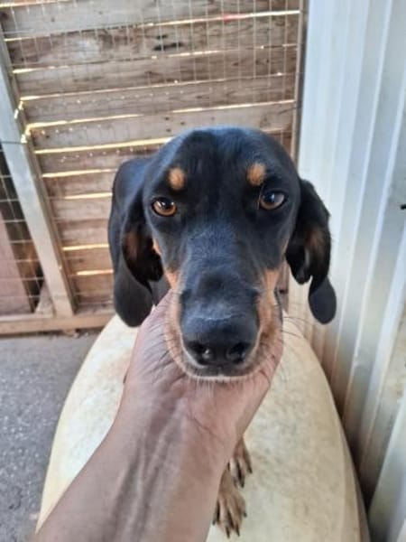 Peanut  Stille Seele mit großem Herz