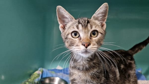 Karoo (En cours d'adoption)