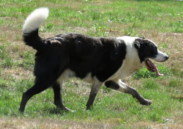 PETRUS