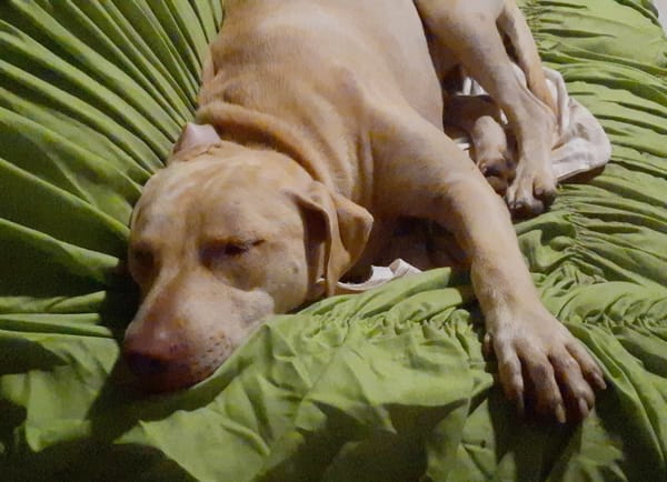 PHOENIX Croisée Labrador Femelle junior