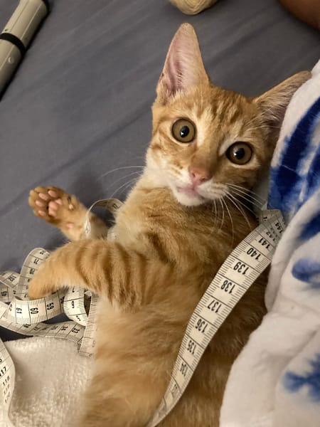 PHEBUS, chaton mâle type européen