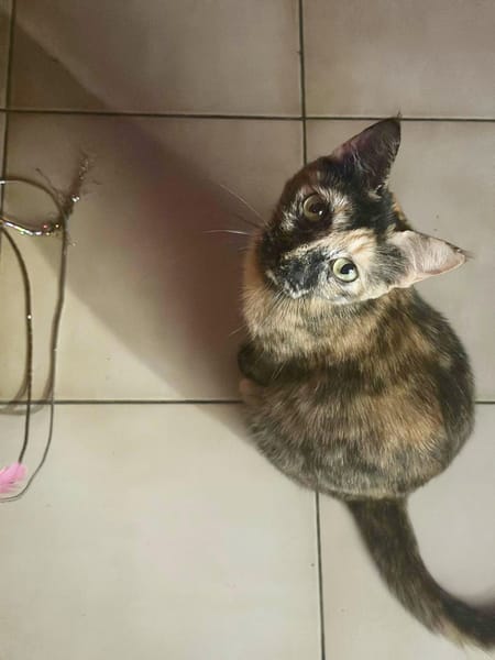 SPHINXY, chat femelle européen