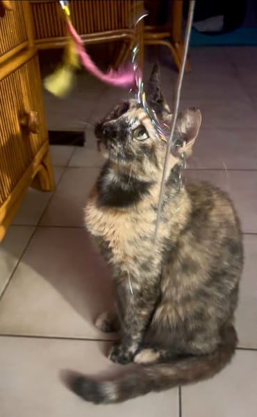 SPHINXY, chat femelle européen
