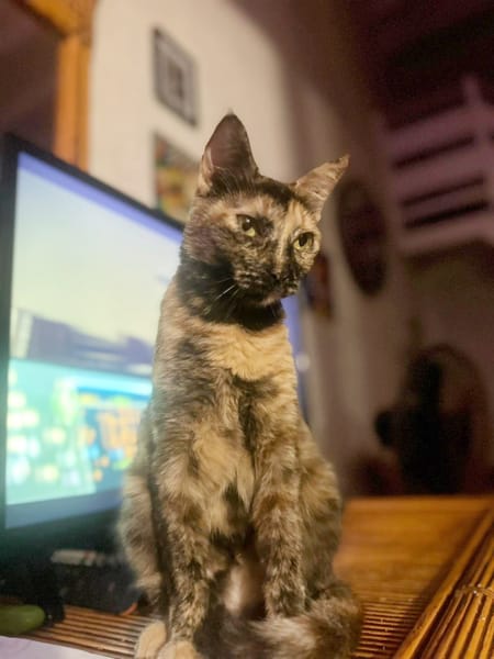 SPHINXY, chat femelle européen