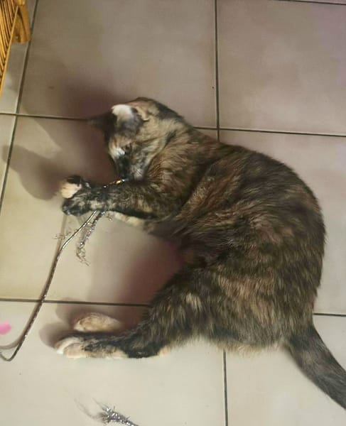 SPHINXY, chat femelle européen