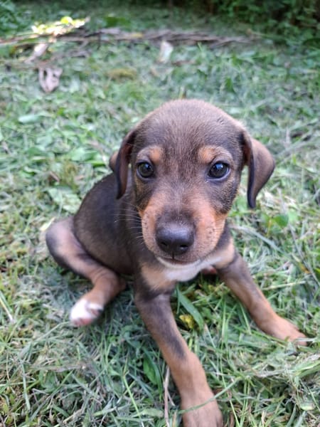 TANGO, chiot mâle Berger Créole